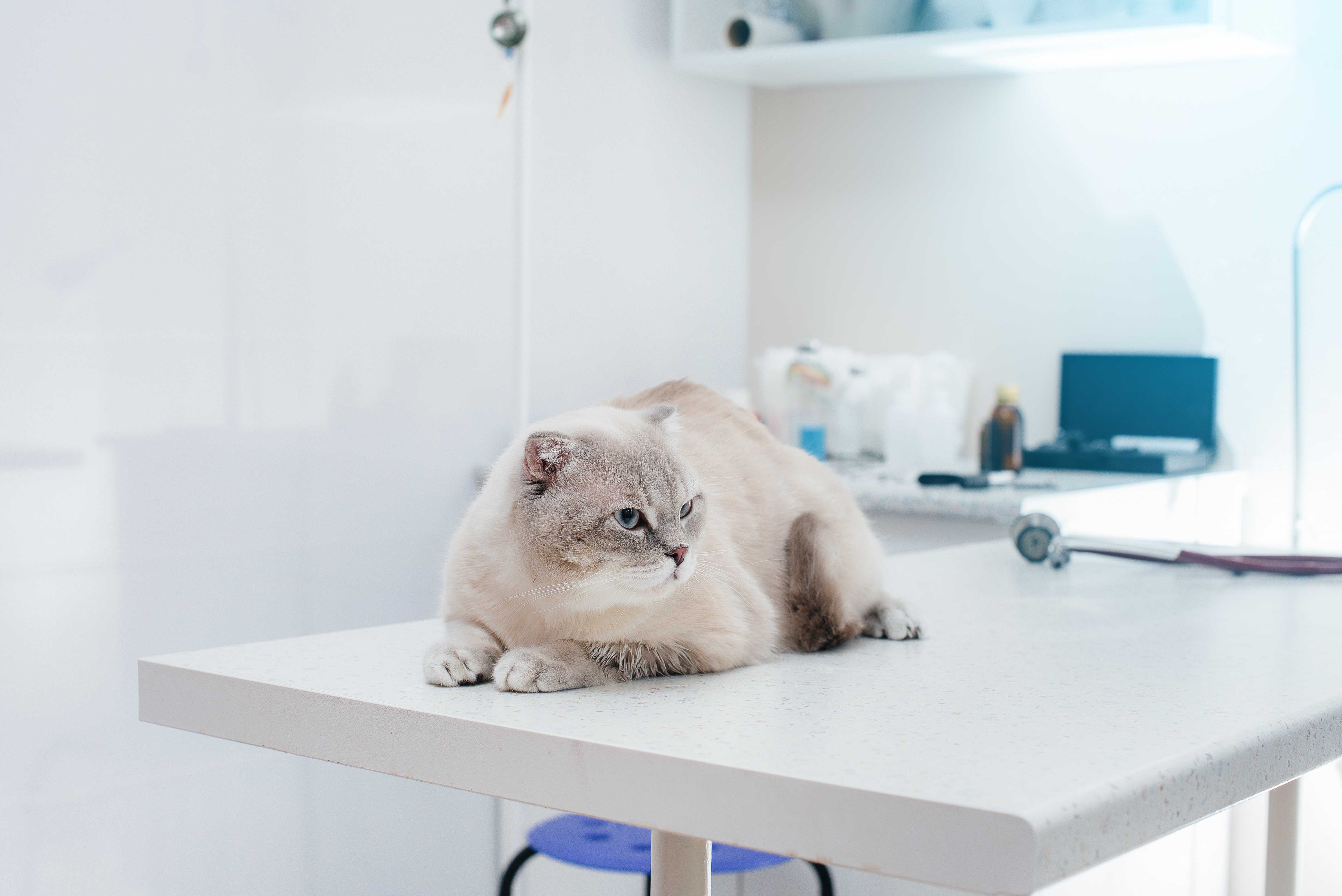 Atendimento para Felinos Landing Image